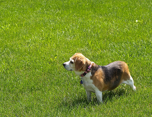 Beagle