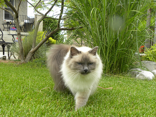 Birmanês