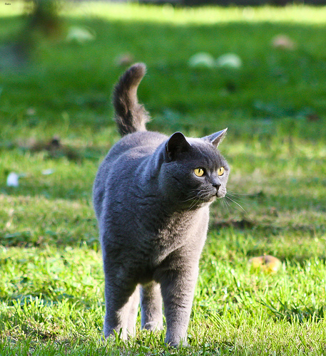 British Shorthair