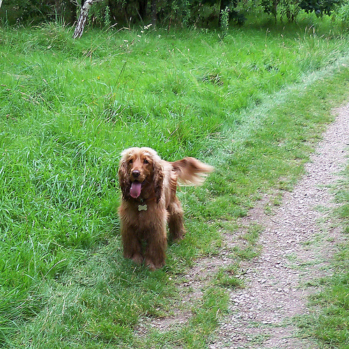 Cocker Spaniel Inglês