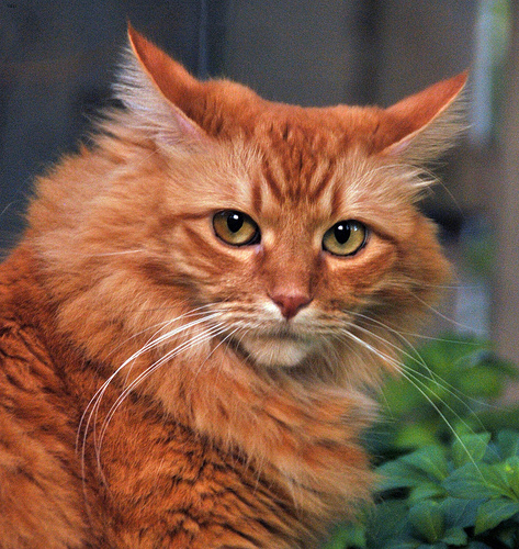 Maine Coon