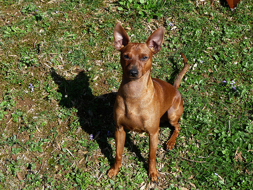Pinscher Miniatura