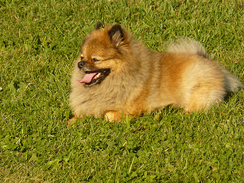 Pomerânia (Lulu)