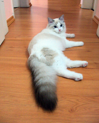 Ragdoll