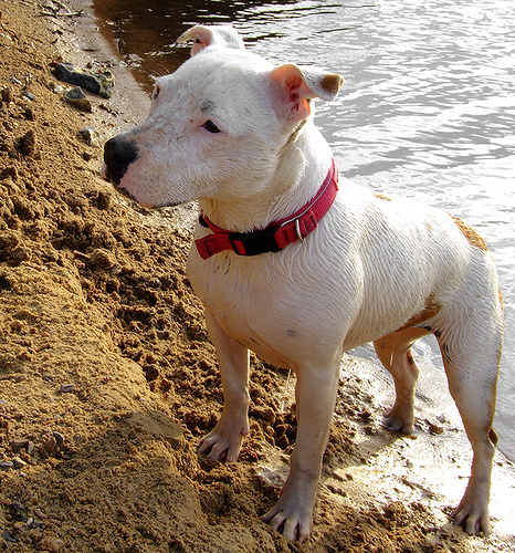 American Staffordshire